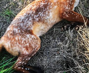 Three shops rare morph fox tails